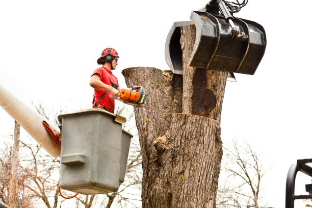 Best Tree Removal Service  in Mountain View, NC