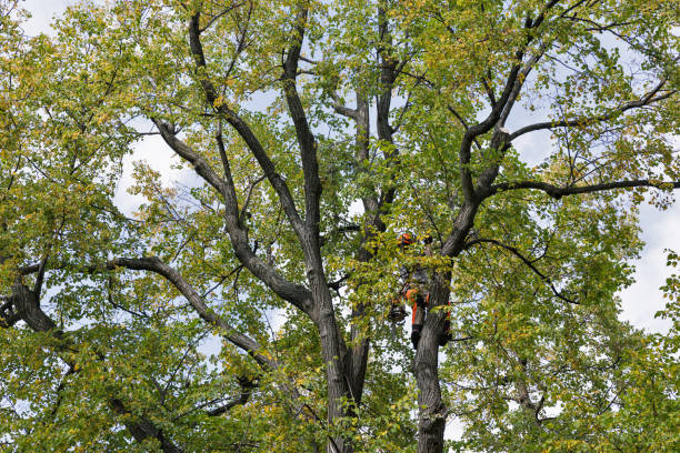 Leaf Removal in Mountain View, NC